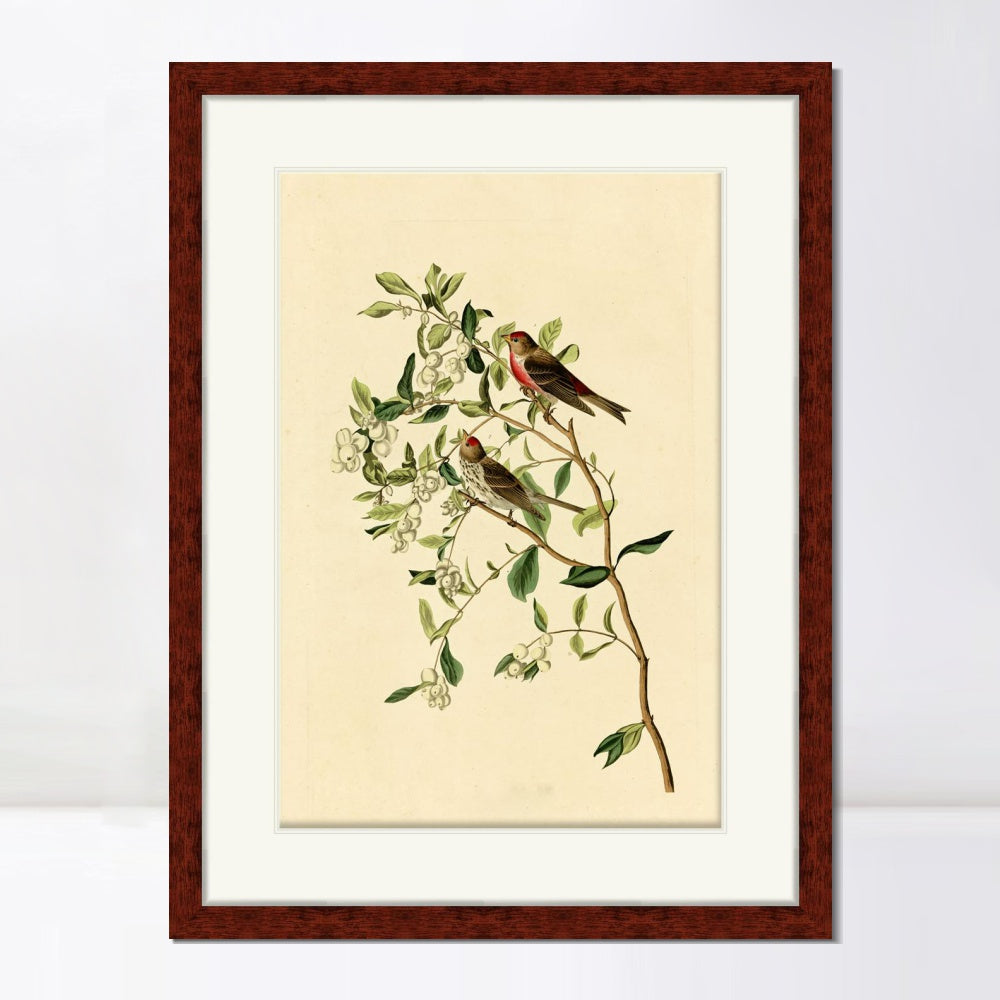 INVIN ART Framed Canvas Art Giclee Print Lesser Red Poll by John James Audubon  Home Office Wall Art Decorations