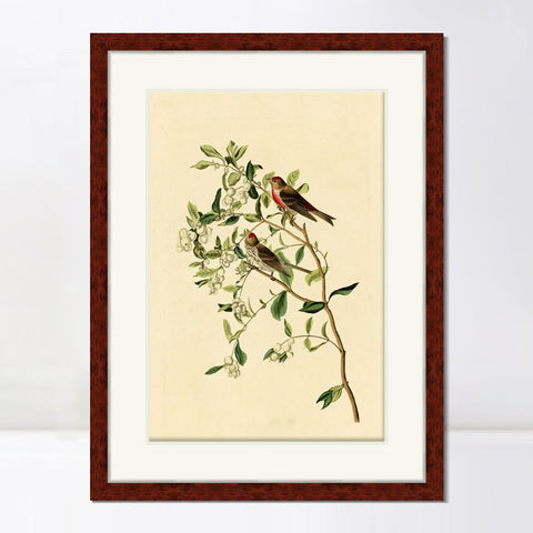 INVIN ART Framed Canvas Art Giclee Print Lesser Red Poll by John James Audubon Living Room Home Office Wall Art Decorations