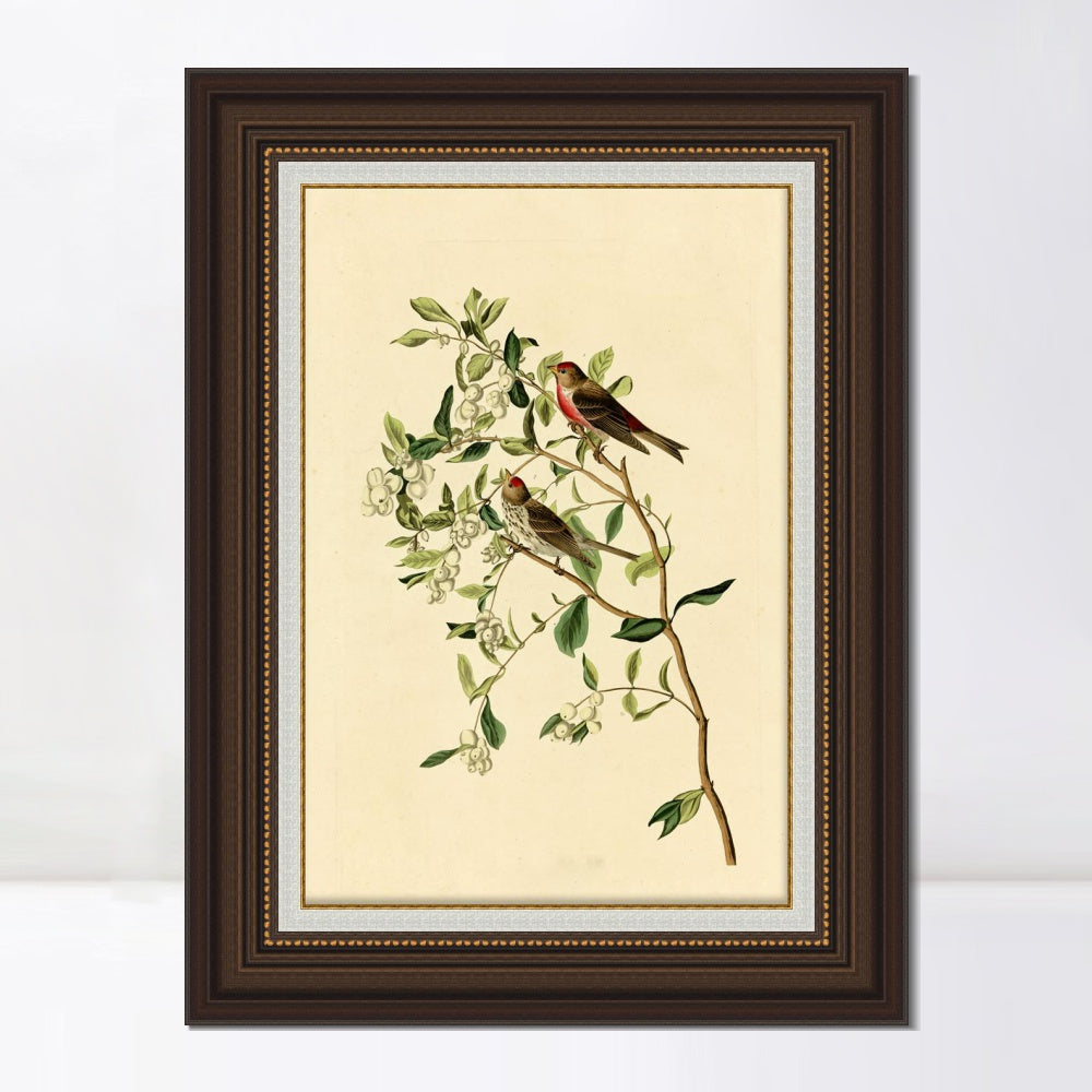 INVIN ART Framed Canvas Art Giclee Print Lesser Red Poll by John James Audubon  Home Office Wall Art Decorations