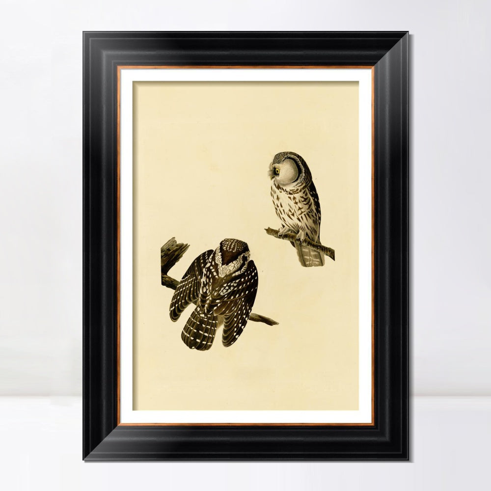 INVIN ART Framed Canvas Art Giclee Print Tengmalm's_Owl by John James Audubon  Home Office Wall Art Decorations