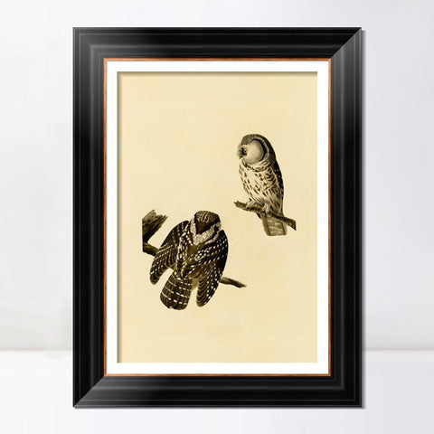 INVIN ART Framed Canvas Art Giclee Print Tengmalm's_Owl by John James Audubon Living Room Home Office Wall Art Decorations