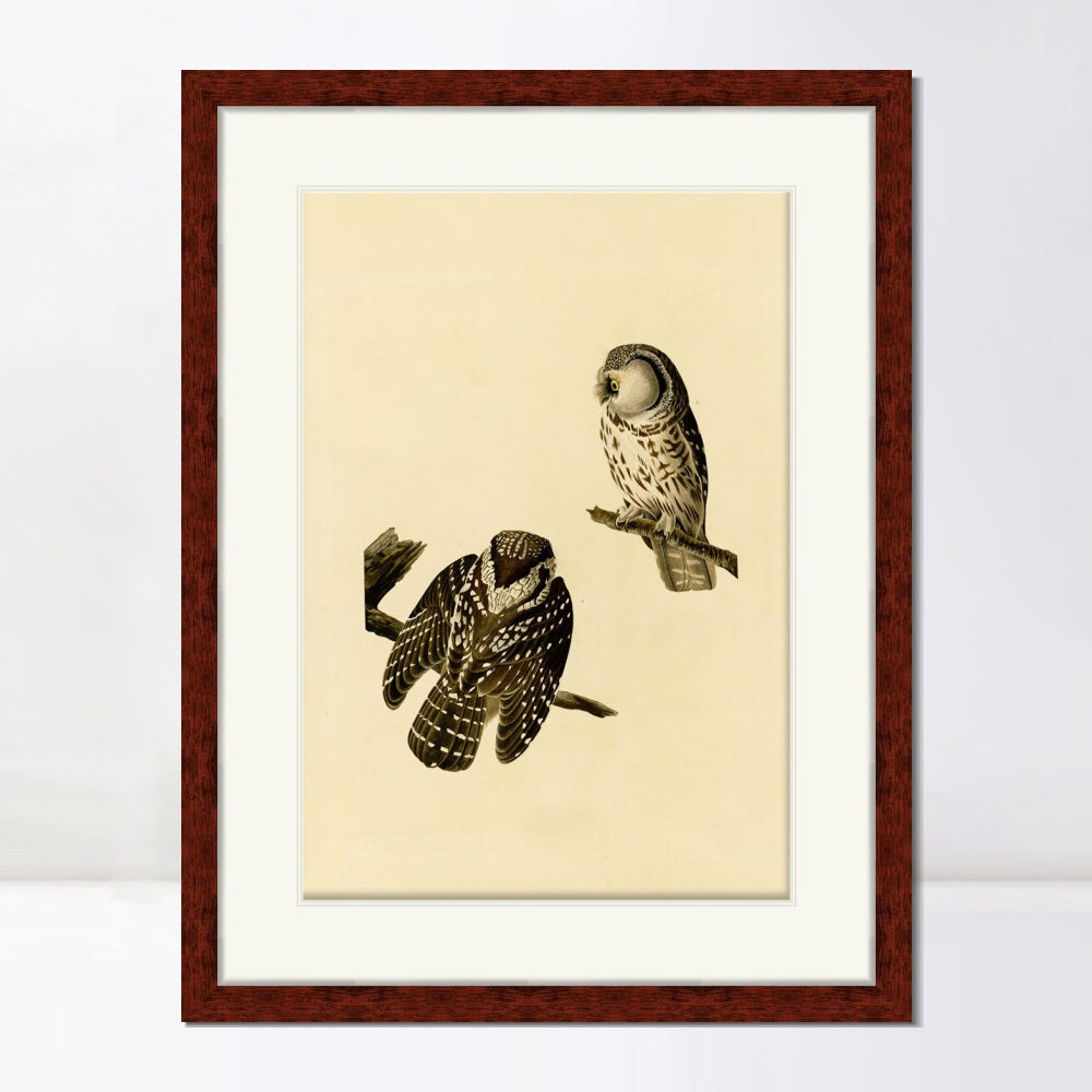 INVIN ART Framed Canvas Art Giclee Print Tengmalm's_Owl by John James Audubon  Home Office Wall Art Decorations