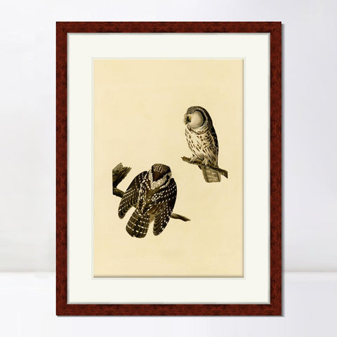 INVIN ART Framed Canvas Art Giclee Print Tengmalm's_Owl by John James Audubon Living Room Home Office Wall Art Decorations