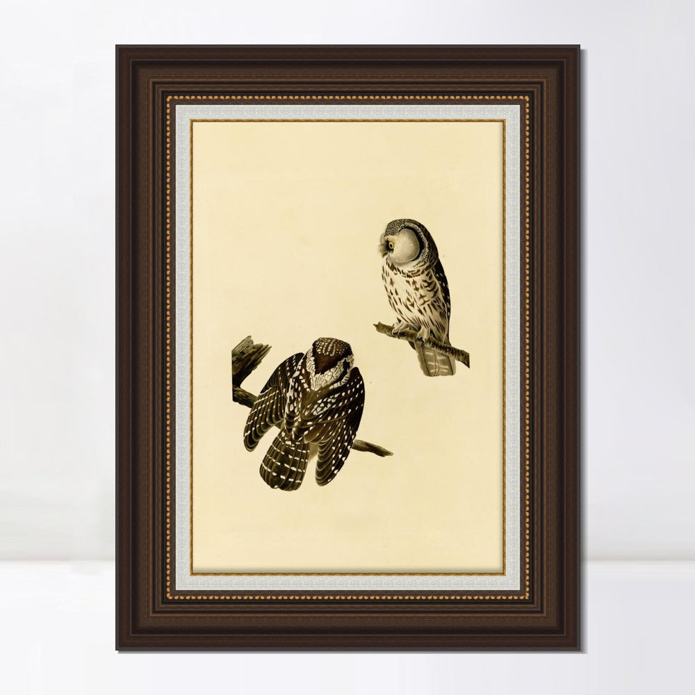 INVIN ART Framed Canvas Art Giclee Print Tengmalm's_Owl by John James Audubon  Home Office Wall Art Decorations