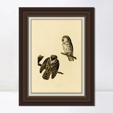 INVIN ART Framed Canvas Art Giclee Print Tengmalm's_Owl by John James Audubon Living Room Home Office Wall Art Decorations