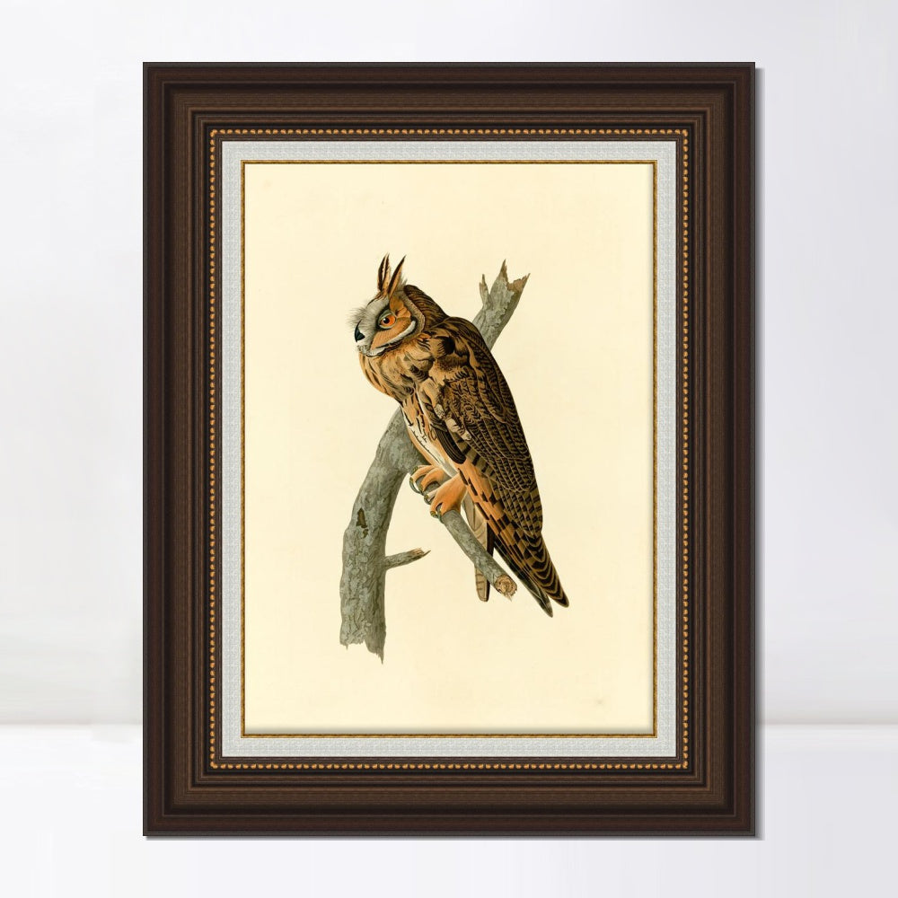 INVIN ART Framed Canvas Art Giclee Print Long eared Owl by John James Audubon  Home Office Wall Art Decorations