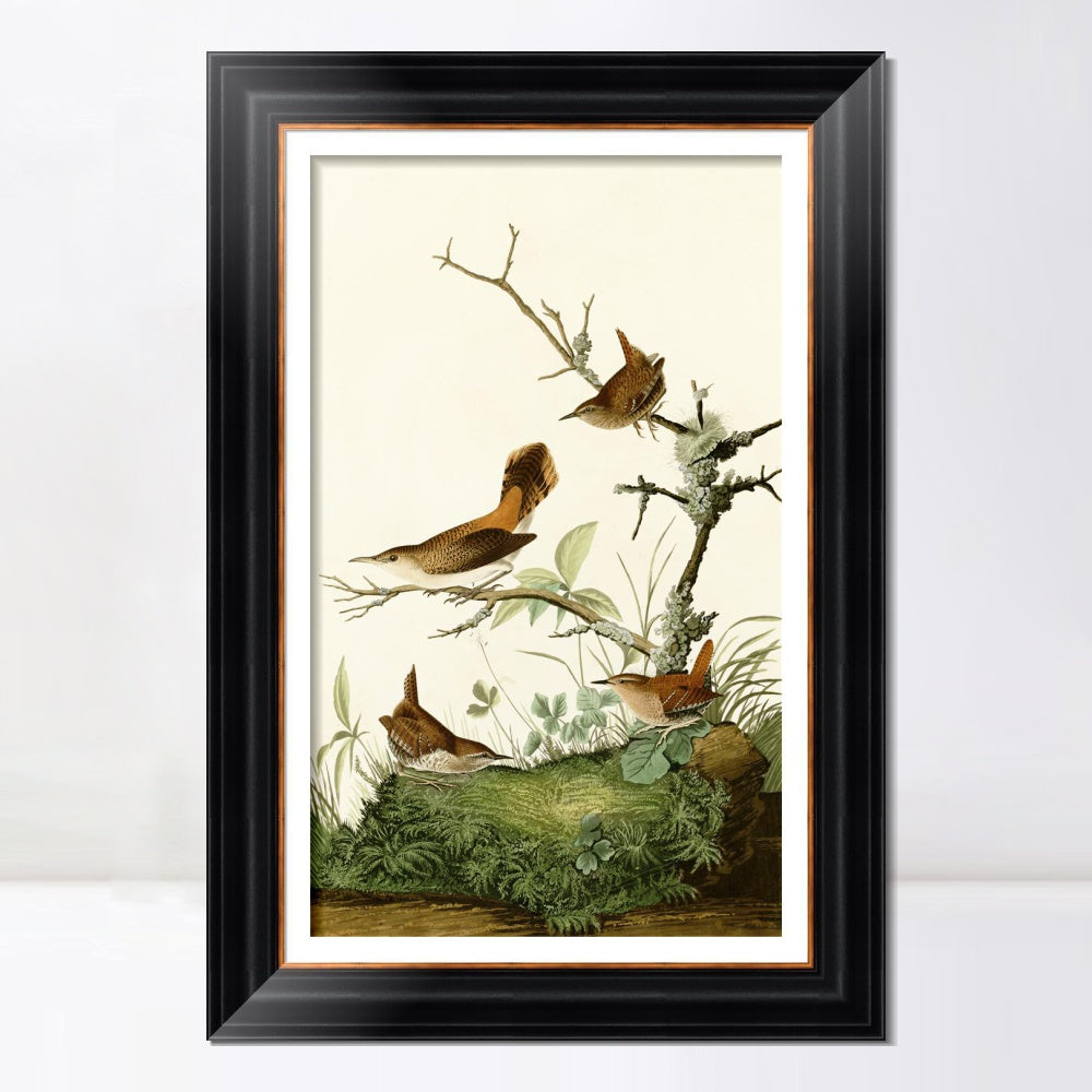 INVIN ART Framed Canvas Art Giclee Print Series#136 by John James Audubon  Home Office Wall Art Decorations