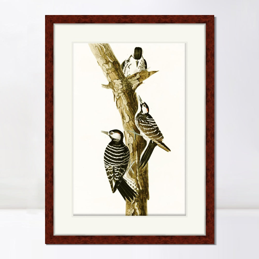 INVIN ART Framed Canvas Art Giclee Print Series#138 by John James Audubon  Home Office Wall Art Decorations