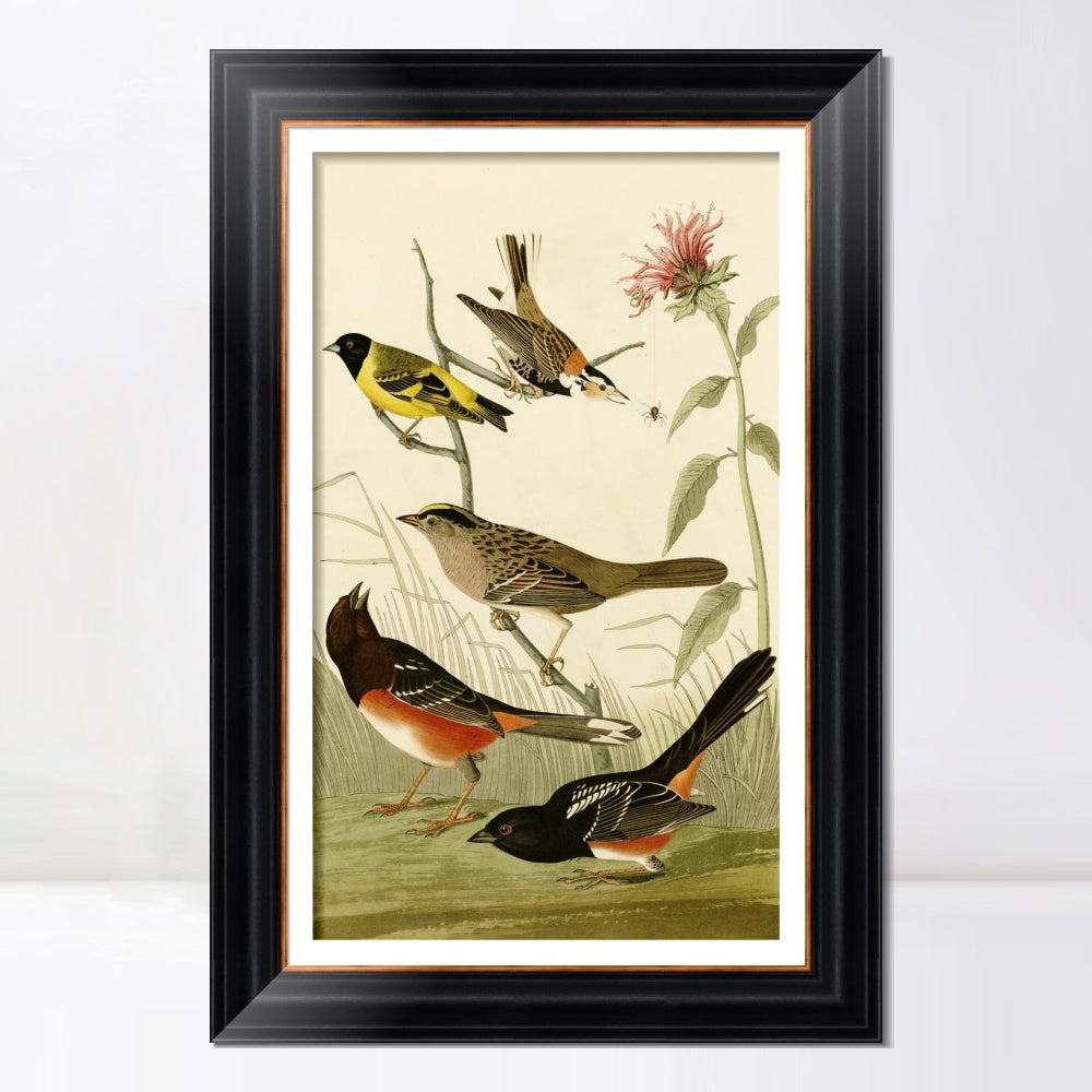 INVIN ART Framed Canvas Art Giclee Print Series#141 by John James Audubon  Home Office Wall Art Decorations