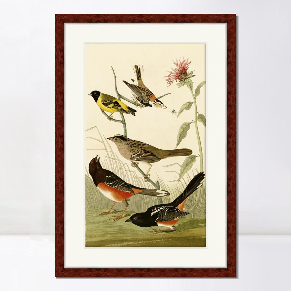 INVIN ART Framed Canvas Art Giclee Print Series#141 by John James Audubon  Home Office Wall Art Decorations