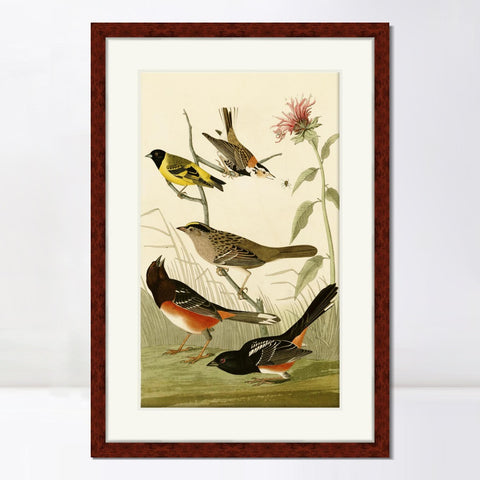 INVIN ART Framed Canvas Art Giclee Print Series#141 by John James Audubon Living Room Home Office Wall Art Decorations