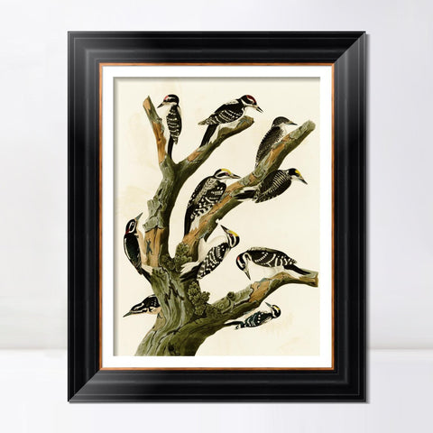 INVIN ART Framed Canvas Art Giclee Print Series#146 by John James Audubon Living Room Home Office Wall Art Decorations