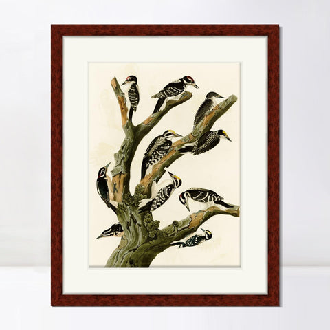 INVIN ART Framed Canvas Art Giclee Print Series#146 by John James Audubon Living Room Home Office Wall Art Decorations