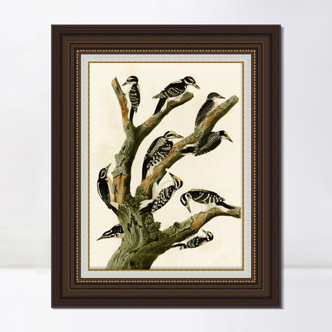 INVIN ART Framed Canvas Art Giclee Print Series#146 by John James Audubon Living Room Home Office Wall Art Decorations