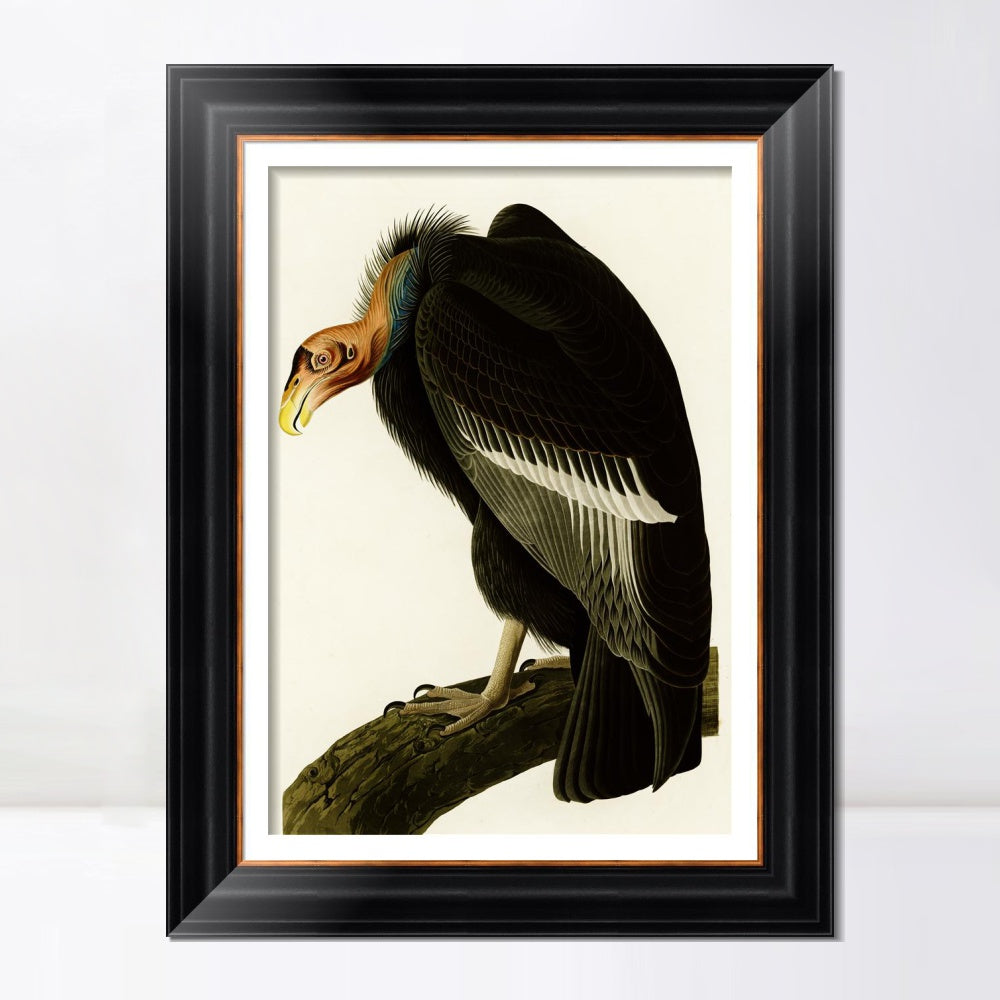 INVIN ART Framed Canvas Art Giclee Print Series#149 by John James Audubon  Home Office Wall Art Decorations