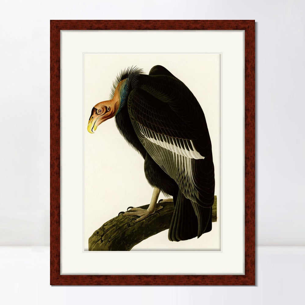 INVIN ART Framed Canvas Art Giclee Print Series#149 by John James Audubon  Home Office Wall Art Decorations
