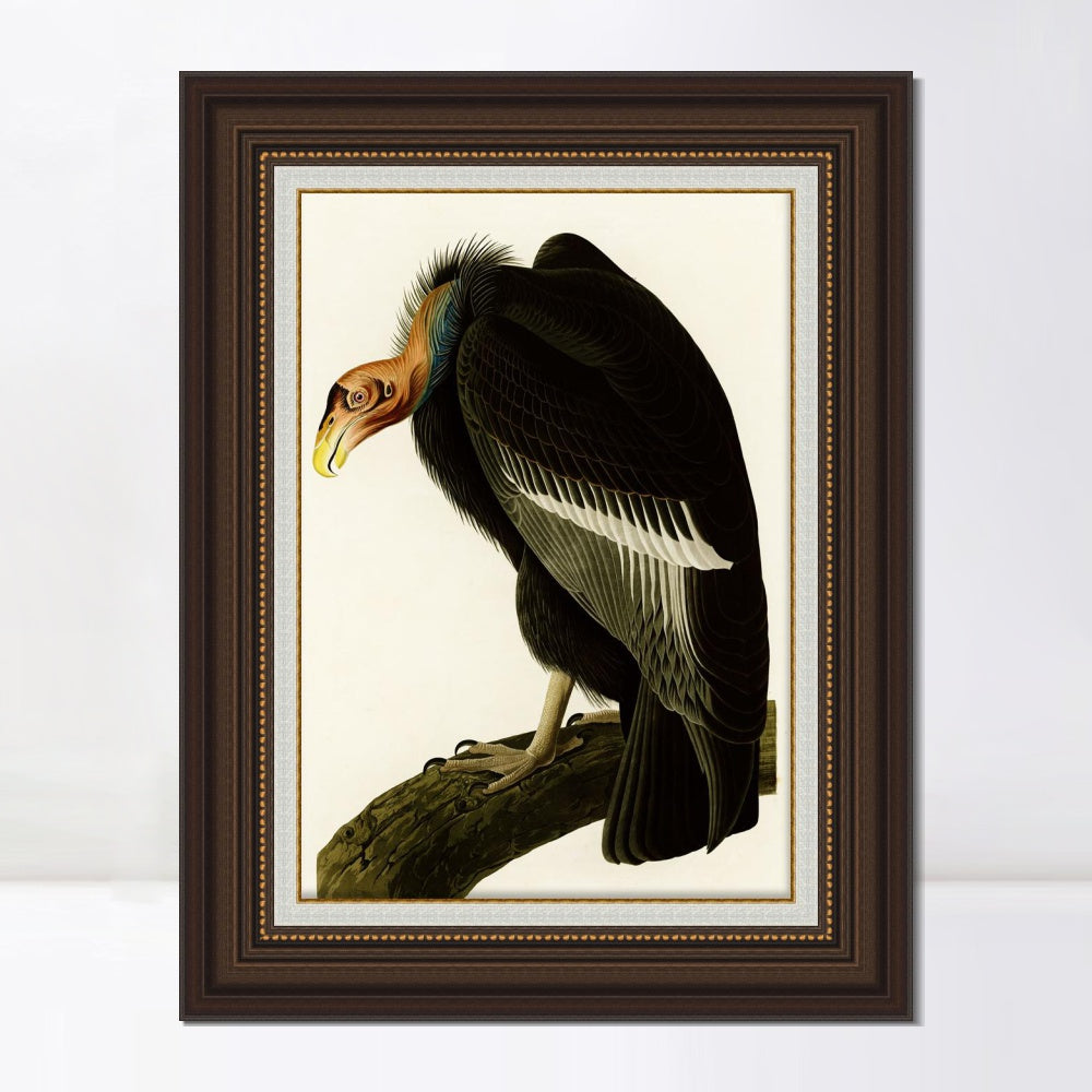 INVIN ART Framed Canvas Art Giclee Print Series#149 by John James Audubon  Home Office Wall Art Decorations