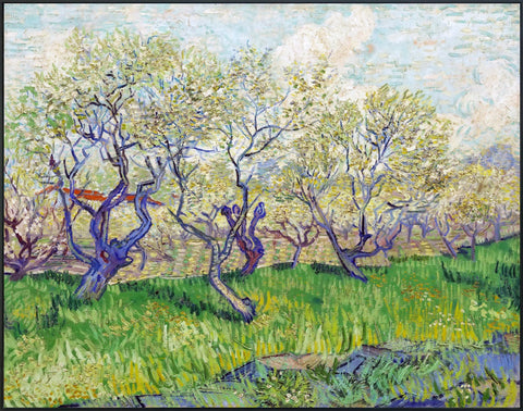 Framed Canvas Orchard in Blossom by Vincent Van Gogh Wall Art
