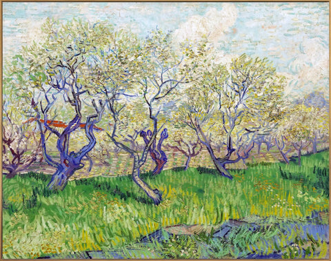 Framed Canvas Orchard in Blossom by Vincent Van Gogh Wall Art